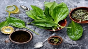 Plantain herb benefits