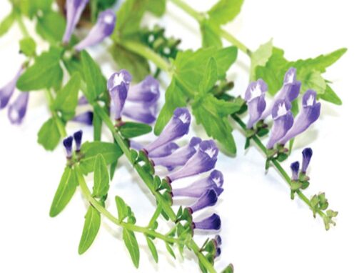 Skullcap herb benefits