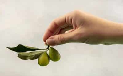 Benefits Of Olive Leaves For Teeth