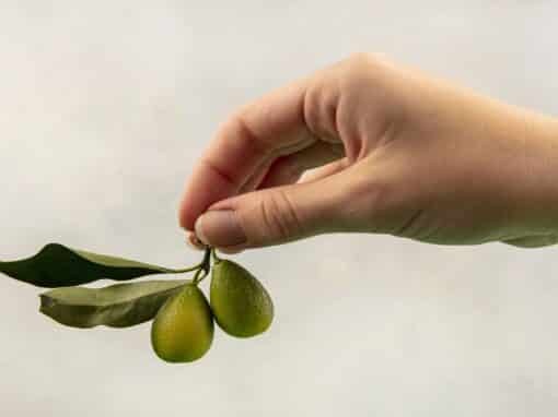 Benefits Of Olive Leaves For Teeth